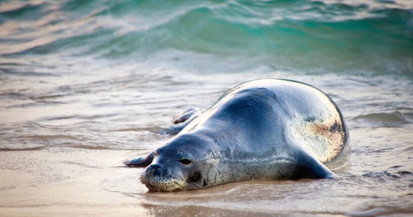 A resting Hawaiian monk seal on the beach of Kauai, Hawaii.