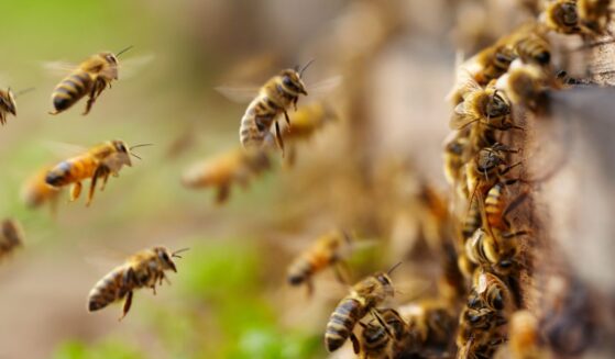 About two million honeybees, like those seen entering a hive in this file photo, were accidentally released when a truck carrying their hives crashed.