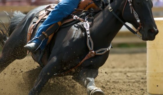 A barrel racing horse and rider make their way through a course.