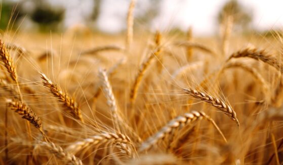 The parable of the wheat and the tares is not merely agricultural; it is ecclesiological.