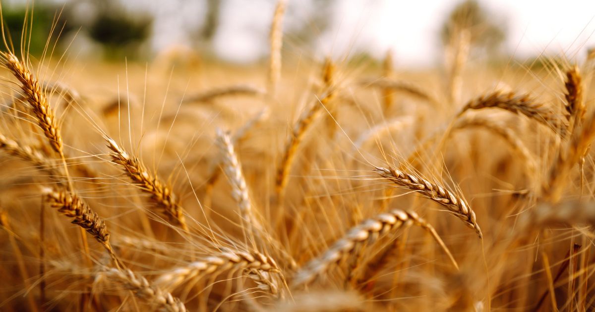 Wheat and Tares: The Dividing Line Is Already Being Drawn
