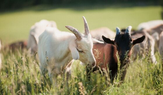A group of goats on grassy landscape.