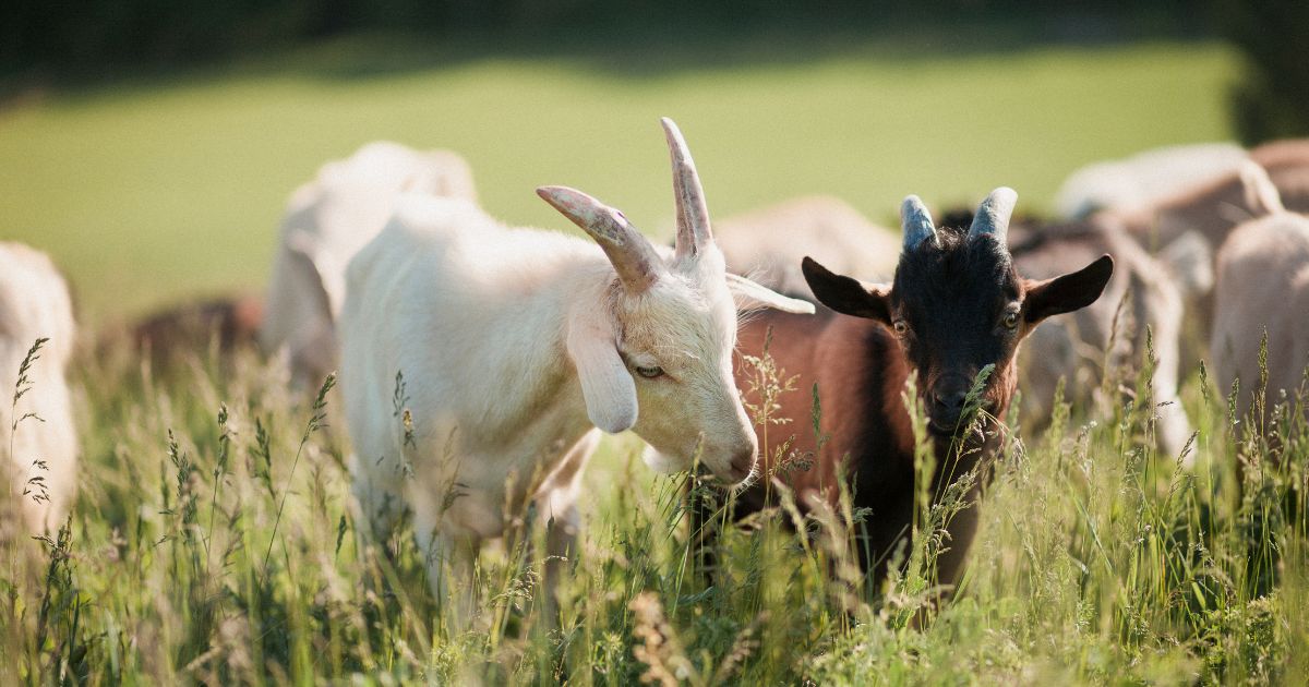A group of goats on grassy landscape.