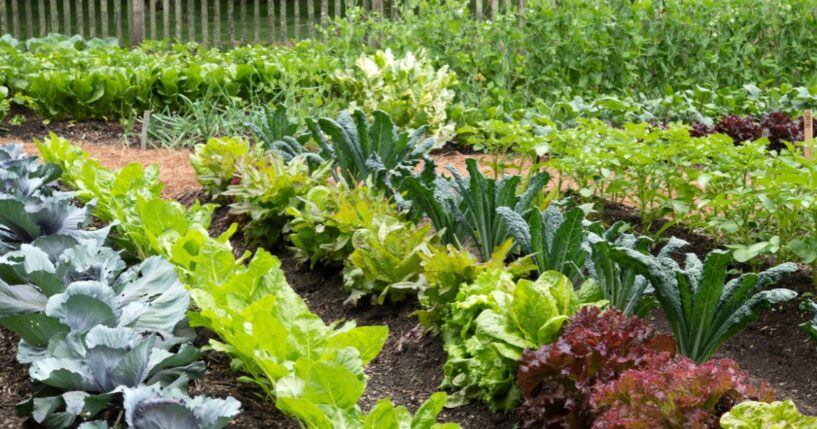 A vegetable garden.