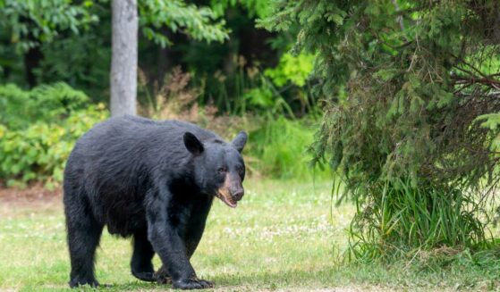 An adult male American black bear walking into a clearing in the wild.