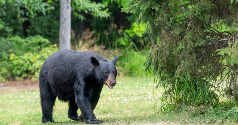 An adult male American black bear walking into a clearing in the wild.