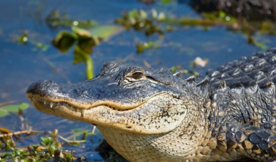 A smiling alligator in Florida.