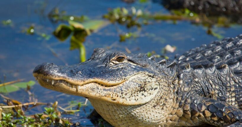 A smiling alligator in Florida.