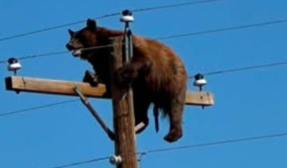 Officials blamed passers-by who stopped to photograph the bear for causing his demise.