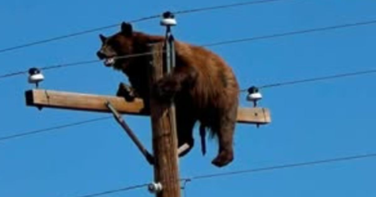 Officials blamed passers-by who stopped to photograph the bear for causing his demise.