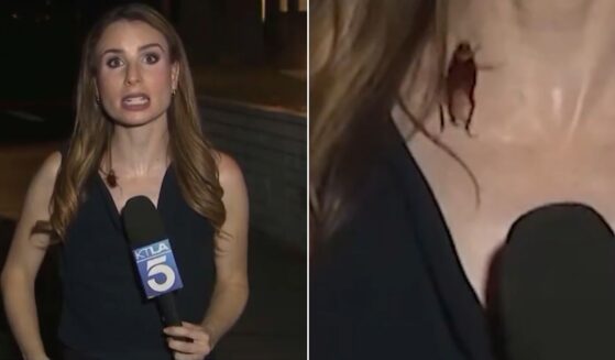 TV reporter Rachel Menitoff kept her cool when a giant flying cockroach landed on her and crawled around her neckline during a live broadcast Tuesday night.