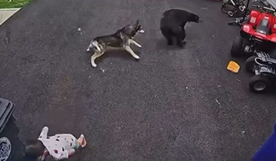 Bella the Husky mix didn't hesitate to let the bear know its presence was unwelcome.