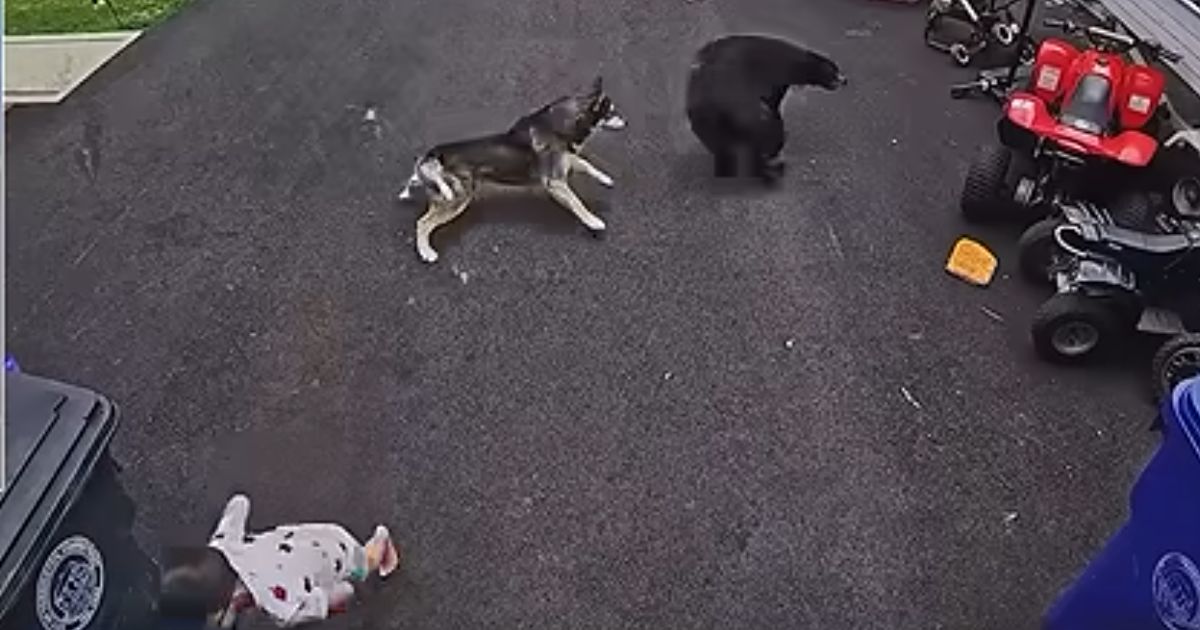 Bella the Husky mix didn't hesitate to let the bear know its presence was unwelcome.
