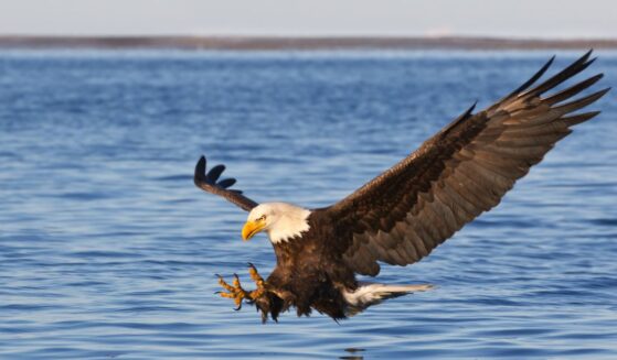 A bald eagle flying.
