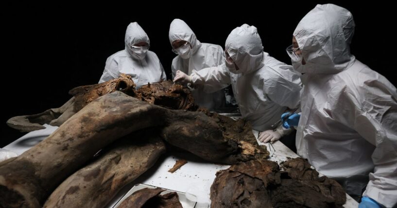 Scientists perform a necropsy on the 50,000-year-old baby mammoth nicknamed "Yana" at the North-Eastern Federal University in Yakutsk on March 27, 2025.