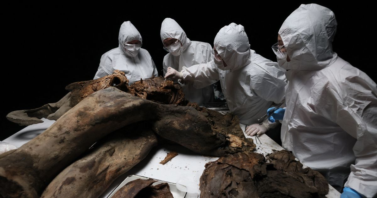 Scientists perform a necropsy on the 50,000-year-old baby mammoth nicknamed "Yana" at the North-Eastern Federal University in Yakutsk on March 27, 2025.