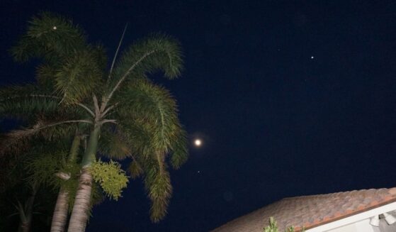 A full moon and palm trees.