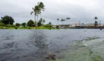 A young green sea turtle fills up on grass as ocean waters started to raise due to the approach of Tropical Storm Lala at Reed's Bay in Hilo, Hawaii, on Aug. 14, 2026.