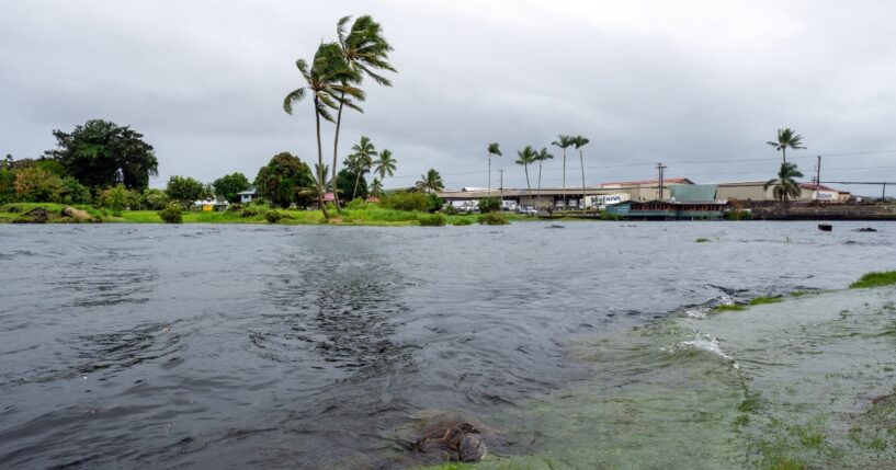 A young green sea turtle fills up on grass as ocean waters started to raise due to the approach of Tropical Storm Lala at Reed's Bay in Hilo, Hawaii, on Aug. 14, 2026.