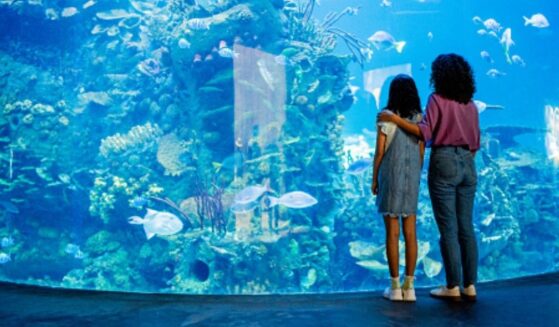 A woman and a child look at a glass container for fish in a zoo.