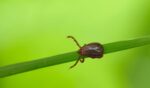 A close-up, high-detail macro photograph captures an adult female Asian longhorned tick (Haemaphysalis longicornis) positioned on a single green blade of grass against a vibrant, softly blurred green background.