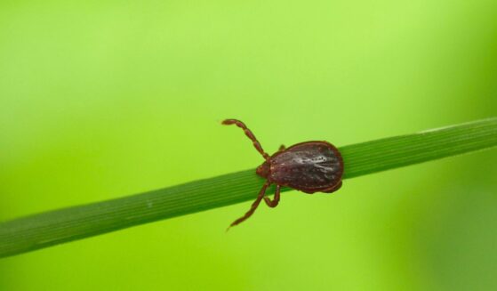 A close-up, high-detail macro photograph captures an adult female Asian longhorned tick (Haemaphysalis longicornis) positioned on a single green blade of grass against a vibrant, softly blurred green background.