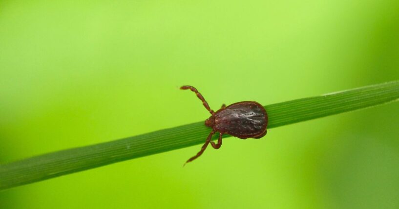 A close-up, high-detail macro photograph captures an adult female Asian longhorned tick (Haemaphysalis longicornis) positioned on a single green blade of grass against a vibrant, softly blurred green background.