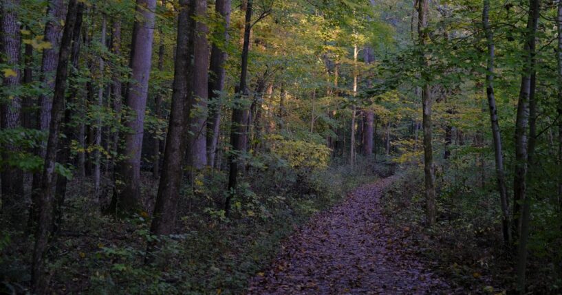 Autumn foliage is seen on a trail at Griffy Lake Nature Preserve after a rain shower on Oct. 19, 2025, in Bloomington, Indiana.