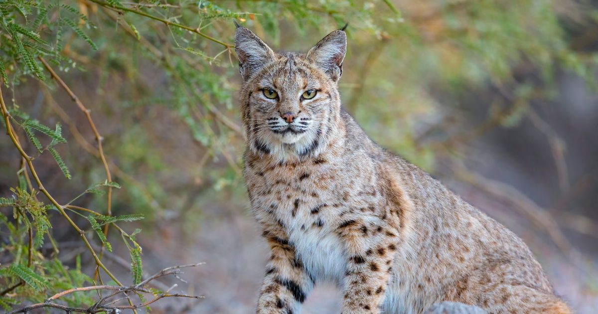 A male bobcat takes a break after a failed attempt on his prey.