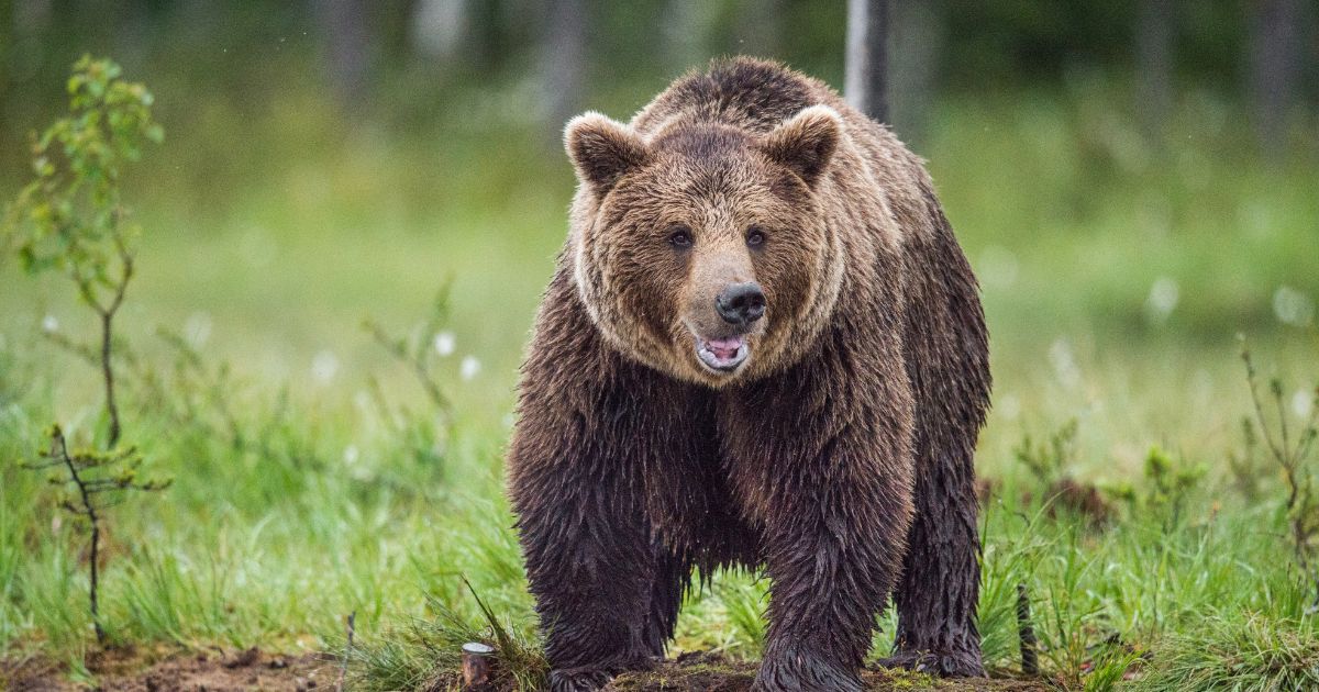 A wild brown bear in the summer forest.