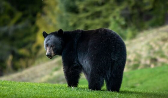 A black bear relaxing on a golf course in Whistler, British Columbia.