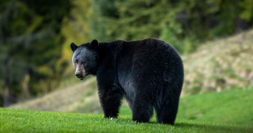 A black bear relaxing on a golf course in Whistler, British Columbia.