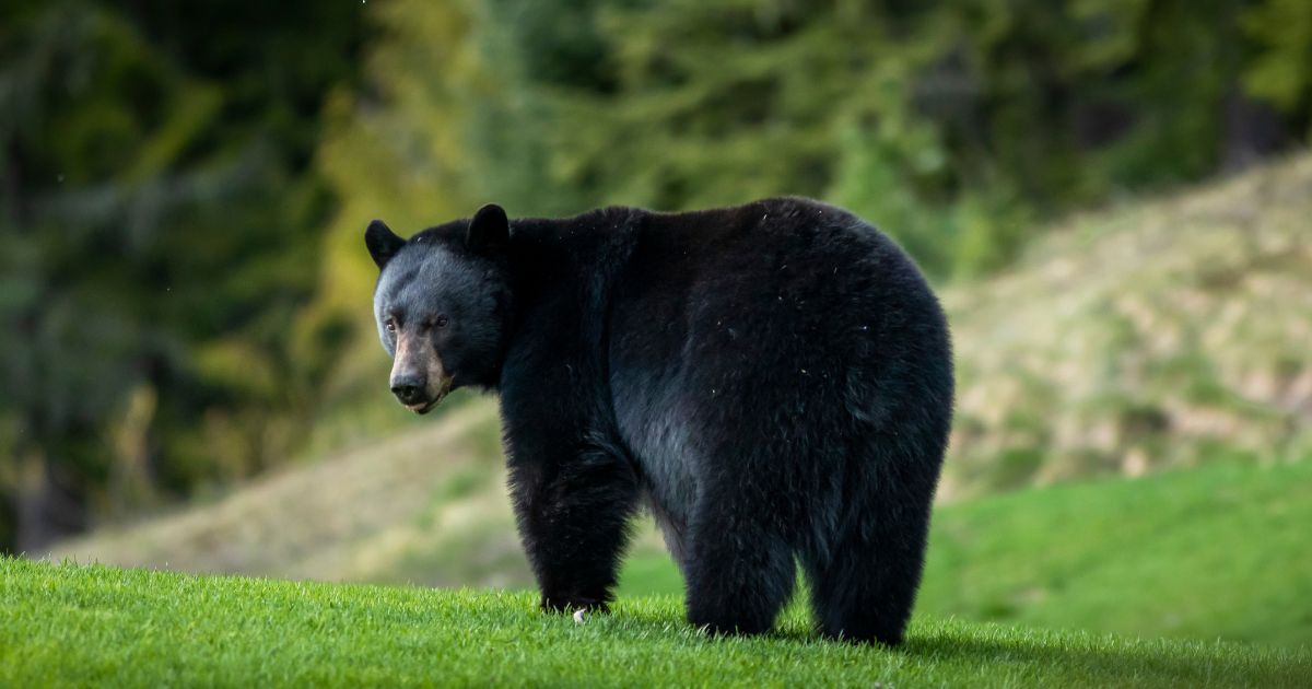 A black bear relaxing on a golf course in Whistler, British Columbia.