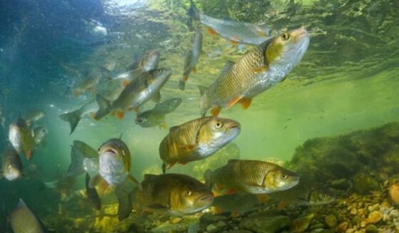 European graylings swim in a school of fish as they’re pictured under water.