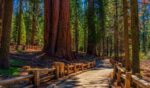 The Sequoia National Park is pictured from a walking path on a bright sunny afternoon.