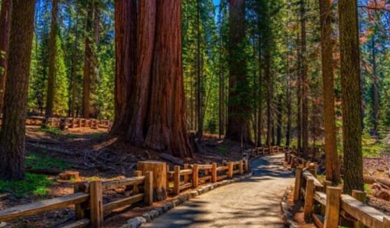The Sequoia National Park is pictured from a walking path on a bright sunny afternoon.