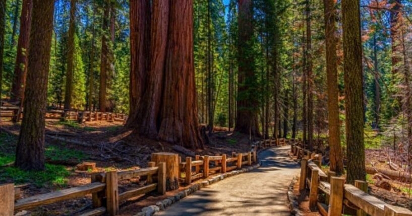 The Sequoia National Park is pictured from a walking path on a bright sunny afternoon.