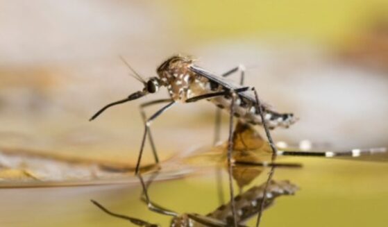 A mosquito is pictured on the ground.