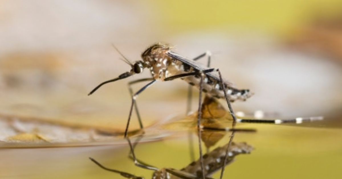 A mosquito is pictured on the ground.