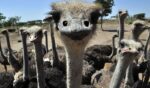 Ostriches gather round a camera at Peniel Ostrich Farm in Santa Cruz, Bolivia, in a file photo from 2014. Ostrich meat is being used as a beef substitute by people who have been rendered allergic to mammal meat by tick bites.