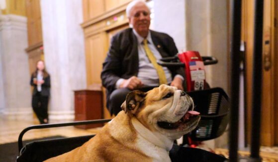 Sen. Jim Justice moves through the hallway with his English bulldog, Babydog, after going to the Senate Chambers to vote in the U.S. Capitol on Feb. 27, 2025, in Washington, D.C.