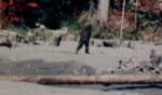 The classic Bigfoot footage was reportedly fabricated, according to a new documentary.