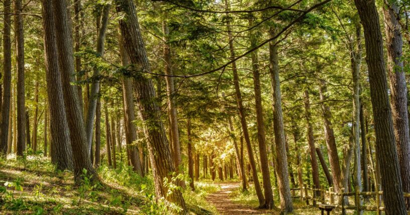 A scenic walking trail in the park in Charlevoix, Michigan.