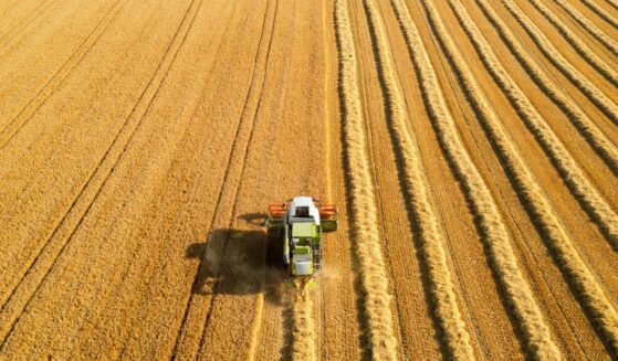 An aerial view of a combine harvester working in a golden colored grain field on a sunny summer day.