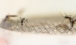 Mosquitoes land on a metal wire screen in a white background.