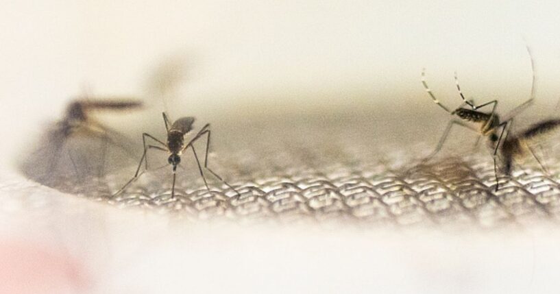 Mosquitoes land on a metal wire screen in a white background.