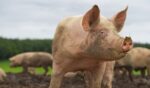 A dirty pig looks to the side as he’s covered in mud.