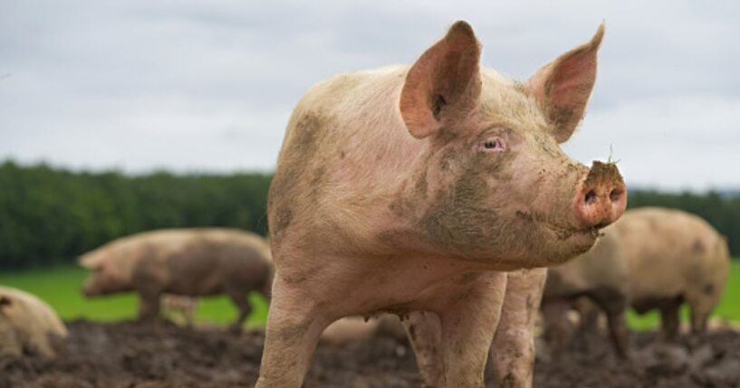 A dirty pig looks to the side as he’s covered in mud.