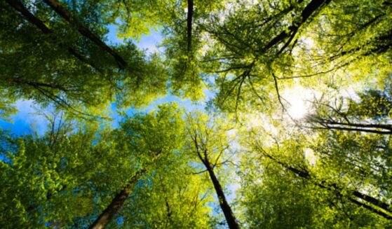 A forest of trees stands on a sunny day.